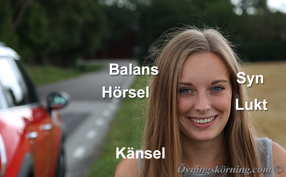 Köra bil. Sinnen